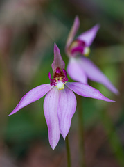 Caladenia hillmanii