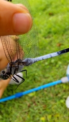 Orthetrum albistylum speciosum