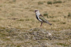 Vanellus resplendens