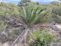 Macrozamia fraseri
