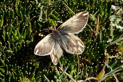 Pierinae