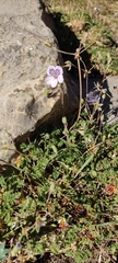 Erodium glandulosum