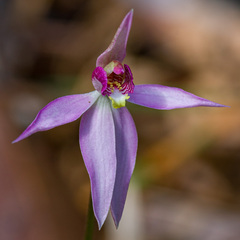 Caladenia hillmanii