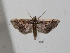Hydriris ornatalis