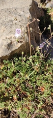 Erodium glandulosum