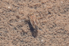 Corixidae