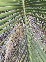 Macrozamia fraseri