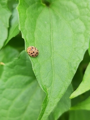 Henosepilachna vigintioctopunctata