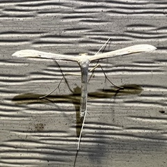 Hellinsia homodactylus