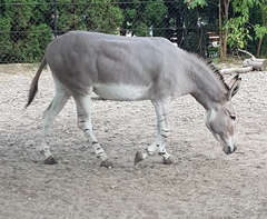 Equus africanus somaliensis