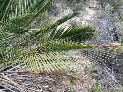 Image of Macrozamia fraseri by (c) Thomas Mesaglio, some rights reserved (CC BY)