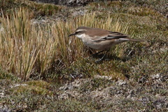 Cinclodes albiventris