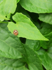 Henosepilachna vigintioctopunctata