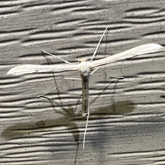 Hellinsia homodactylus