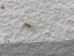 Salticus