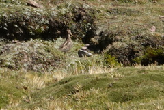 Gallinago andina