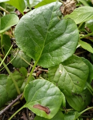 Pyrola