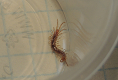 Lithobius forficatus