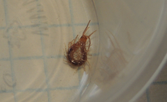 Lithobius forficatus
