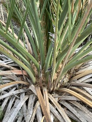 Macrozamia fraseri