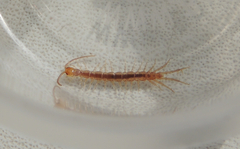 Lithobius forficatus