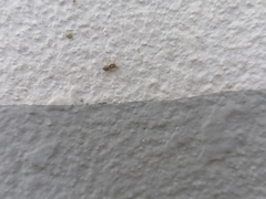 Salticus