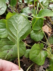 Pyrola