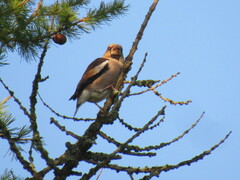 Coccothraustes coccothraustes