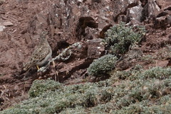 Thinocorus orbignyianus