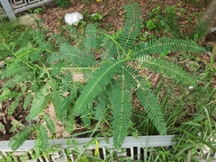 Sesbania cannabina