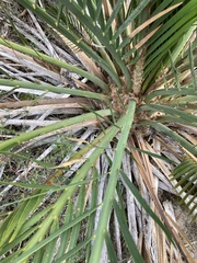 Macrozamia fraseri