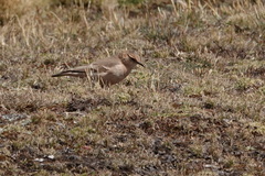 Geositta cunicularia