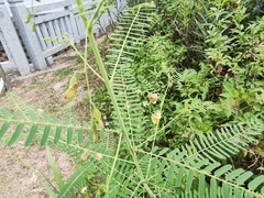 Sesbania cannabina