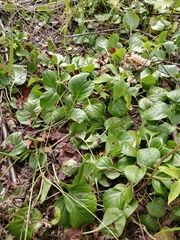 Pyrola
