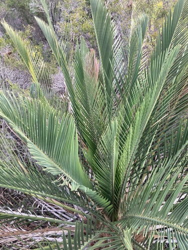 Image of Macrozamia fraseri by (c) Thomas Mesaglio, some rights reserved (CC BY)