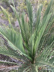 Macrozamia fraseri