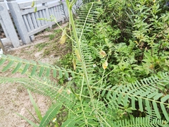Sesbania cannabina