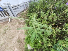 Sesbania cannabina