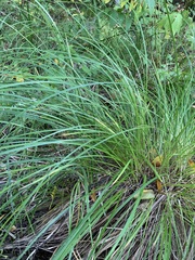 Carex cespitosa