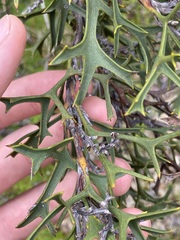 Synaphea