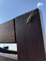 Meconema meridionale