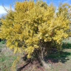 Acacia mucronata