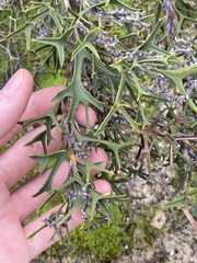 Synaphea