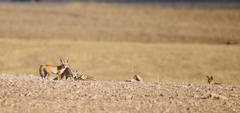 Vulpes vulpes barbara