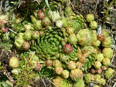 Sempervivum globiferum