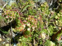 Sempervivum globiferum
