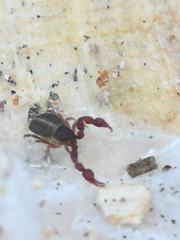 Pseudoscorpiones