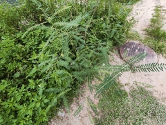 Sesbania cannabina