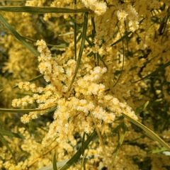 Acacia mucronata