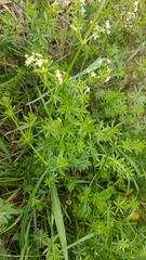 Galium album